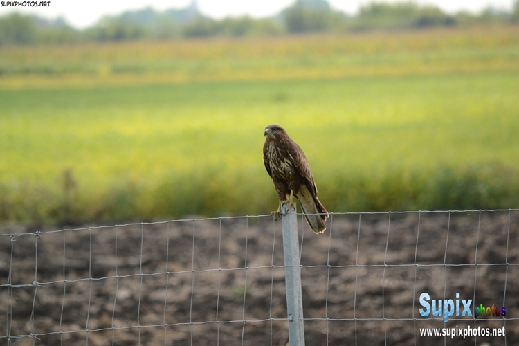 common buzzard (Buteo buteo)